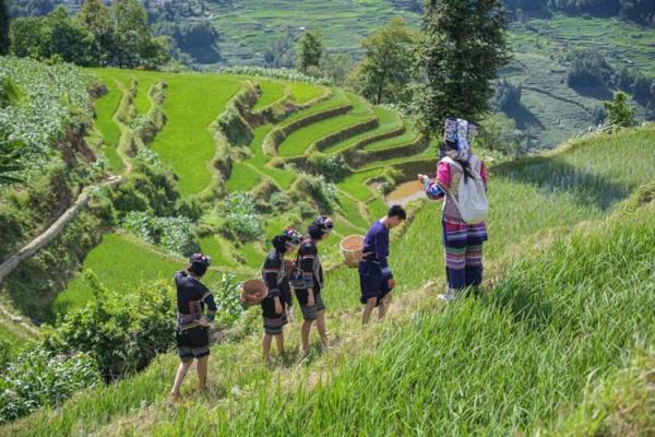 风吹稻花满村香打一生肖谜底解析，高手技巧