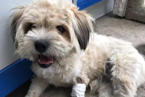 高飞远集对应的生肖动物寓意和象征意义，小白也能学会