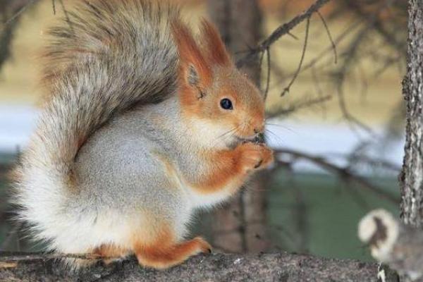 千锤百炼代表什么生肖有什么寓意，全解析