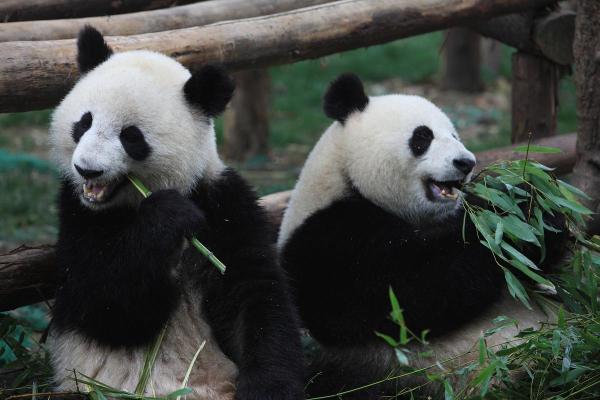 红口白牙的动物有哪些真实图片和特征介绍，一篇就够了