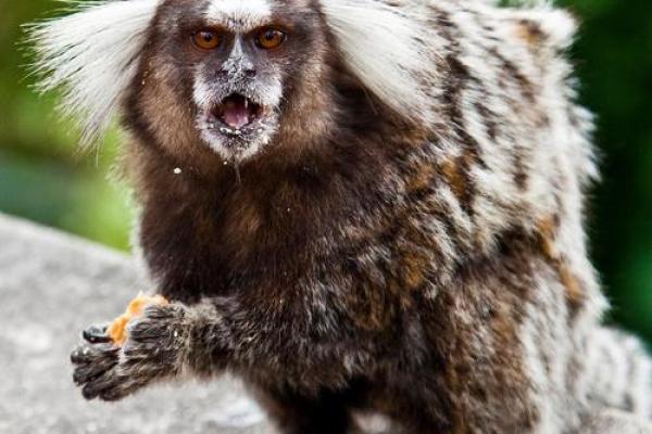 红口白牙的动物有哪些真实图片和特征介绍，一篇就够了