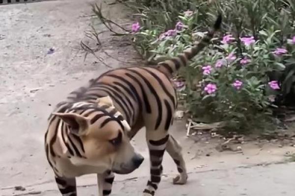 捉贼见赃”对应的生肖动物是什么，不看后悔