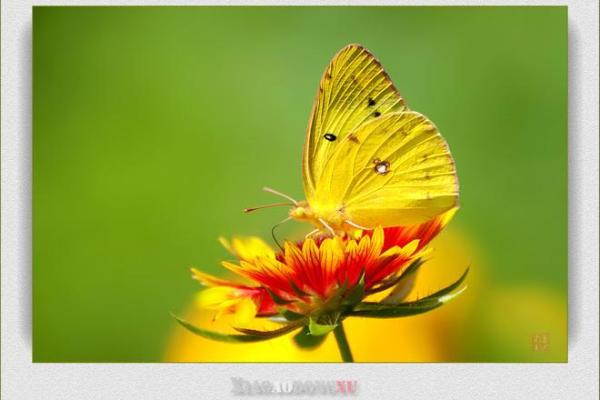 花飞蝶舞代表哪个生肖动物，一篇就够了