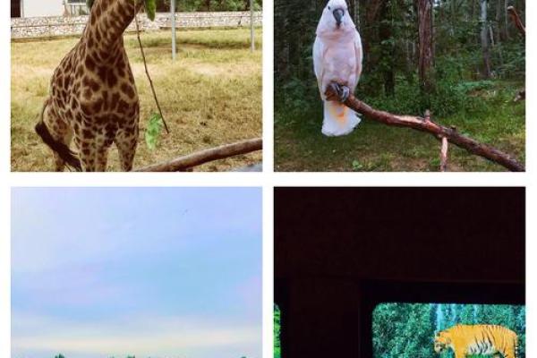 寒蝉凄切在十二生肖中代表哪个动物，必看攻略