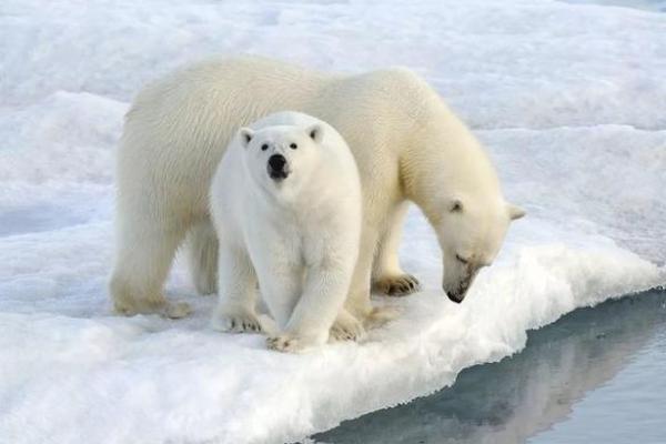 见风使舵装样子”对应的生肖动物是什么，终极指南