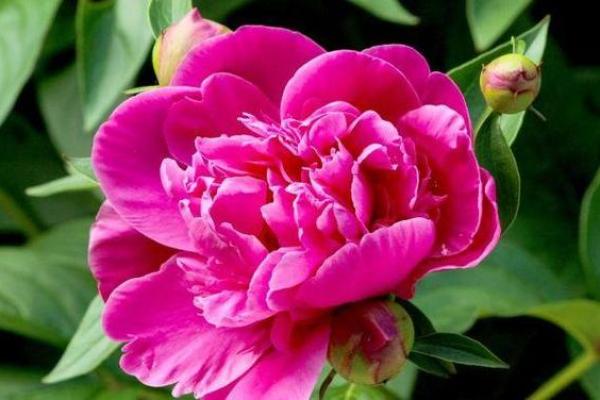 行云流水指的是哪个生肖最符合种气质，高手技巧