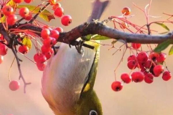 春华秋实打一生肖是什么动物，3分钟速成