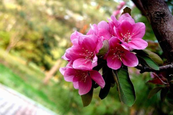 春华秋实打一生肖是什么动物，3分钟速成