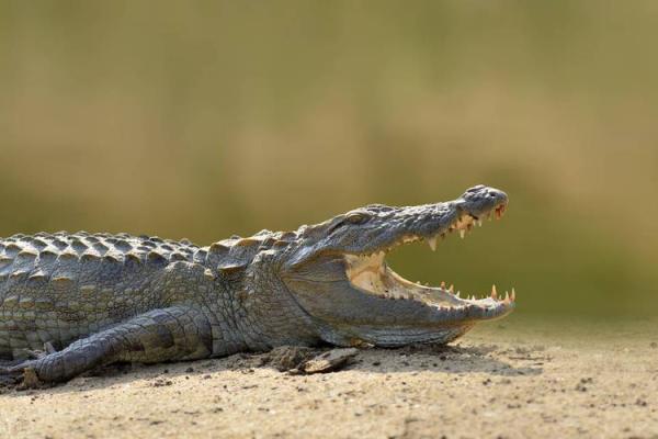 茅塞顿开对应的生肖动物是什么最准，高手技巧