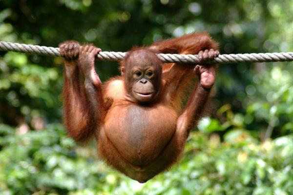 茅塞顿开对应的生肖动物是什么最准，高手技巧