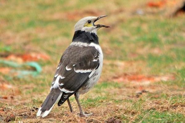 不法之徒在十二生肖中代表哪个动物，详细教程