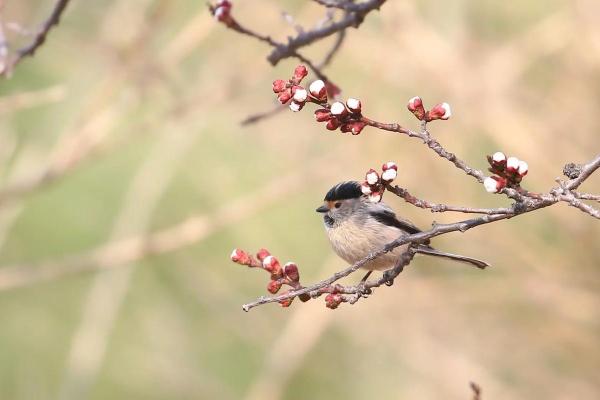 出水芙蓉指的是哪种动物，全解析