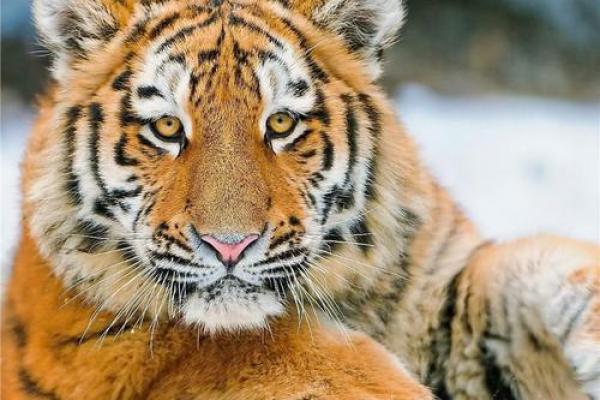 奔腾澎湃”打一生肖动物是什么答案，一篇就够了