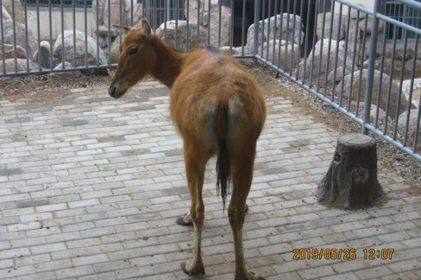 奔腾澎湃”打一生肖动物是什么答案，一篇就够了