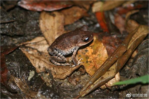 黑咕隆咚对应的生肖动物特征与寓意解析，3分钟速成