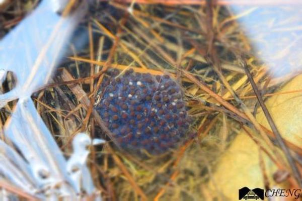 黑咕隆咚对应的生肖动物特征与寓意解析，3分钟速成