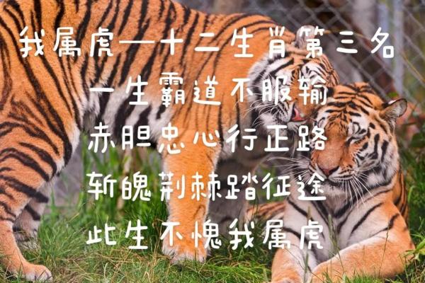 星火燎原”在十二生肖中代表哪个动物，最新方法分享