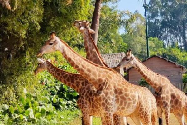 舐犊之爱在十二生肖中具体指哪个动物，必看攻略