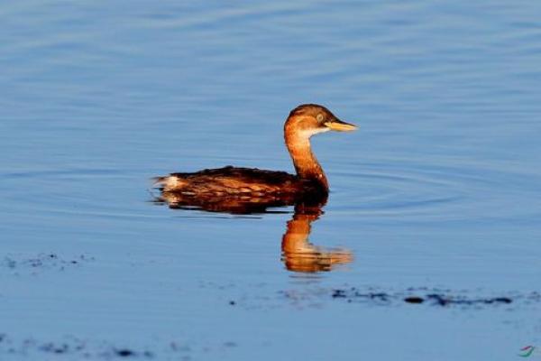 红脸赤颈代表什么生肖最准确，全解析