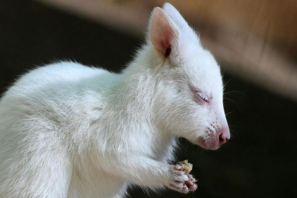 短小精悍”打一生肖是什么动物答案及解释，小白也能学会