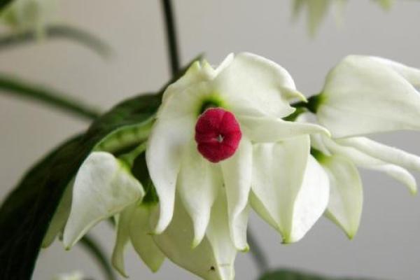 哪些生肖女性容易遭遇感情坎坷或命运多舛，高手技巧