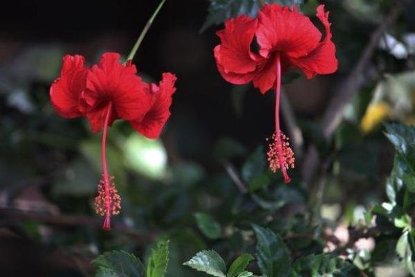 眉眼传情”打一生肖的谜底及详细解析,新手必学 眉眼传情”打一生肖的谜底及详细解析,新手必学