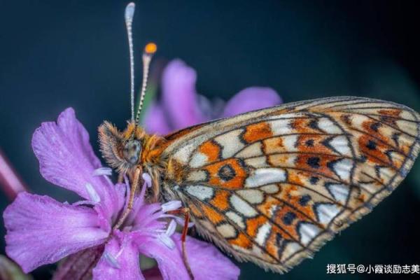热血沸腾打一生肖是什么意思,最新方法分享 热血沸腾打一生肖是什么意思,最新方法分享