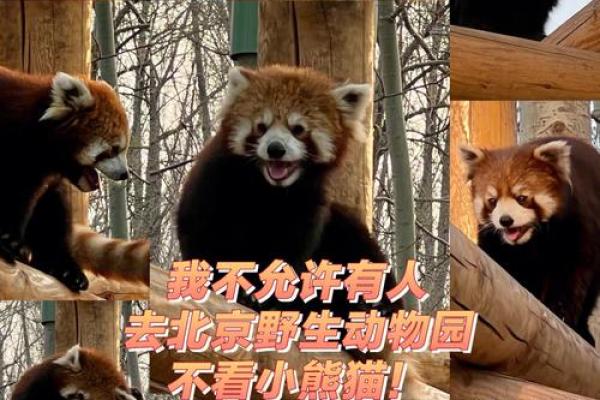 违天逆理”在十二生肖中代表哪个动物，不看后悔