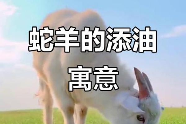 添油加醋对应的生肖动物解析，新手必学