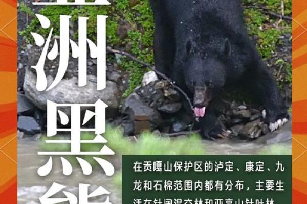 文质彬彬”对应的生肖动物有哪些，全解析