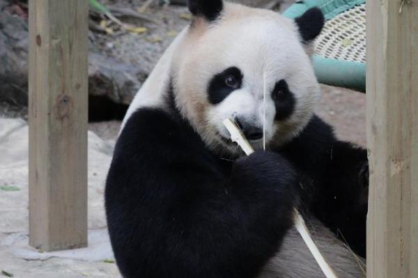 文质彬彬”对应的生肖动物有哪些，全解析