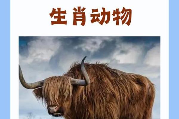 牛皮大王对应的生肖动物是哪个，终极指南
