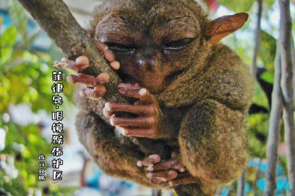 威风八面指的是什么生肖动物，必看攻略