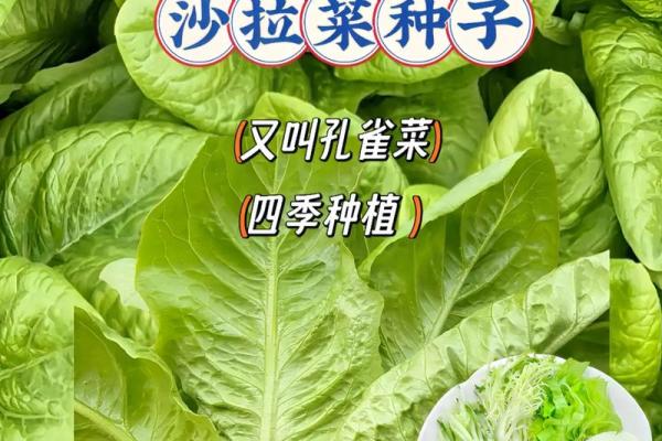 菜园蔬菜绿油油”打一生肖谜底及详细解析，详细教程
