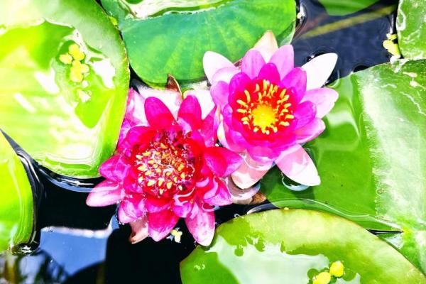 菜园蔬菜绿油油”打一生肖谜底及详细解析，详细教程