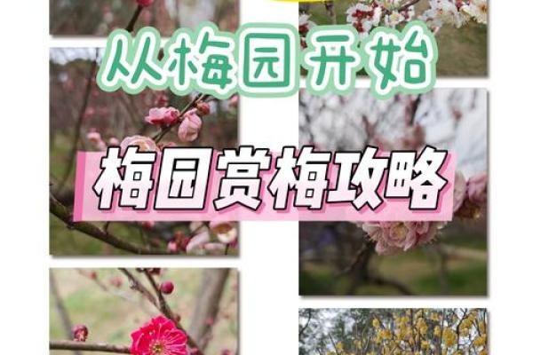 春色红梅香万树打一生肖最佳答案及象征意义，最新方法分享