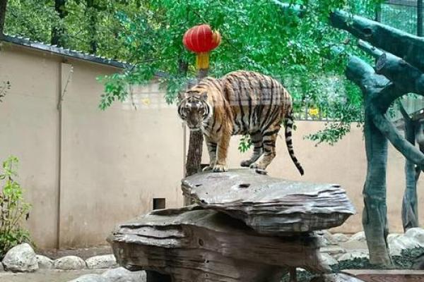 虎口夺食打一生肖动物是什么意思，小白也能学会