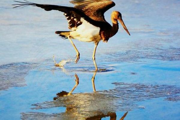 刻鹄不成打一生肖的典故来源和解释，实战技巧