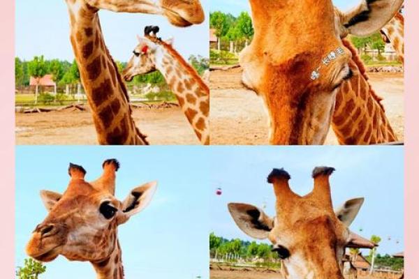 金光闪闪代表什么动物寓意，独家秘籍