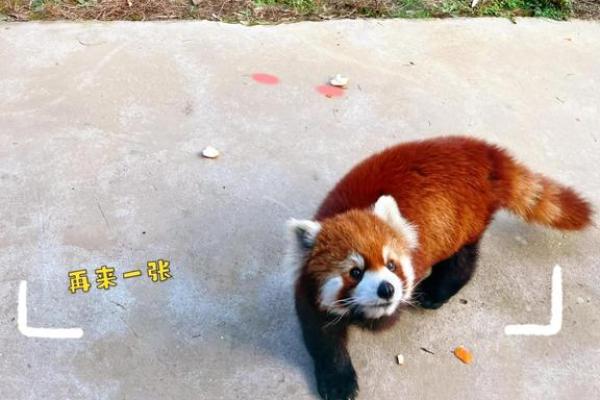 金光闪闪代表什么动物寓意，独家秘籍