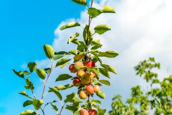 绿树红果丰收象征哪个生肖，实战技巧