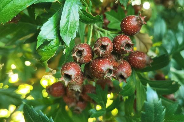 绿树红果丰收象征哪个生肖，实战技巧