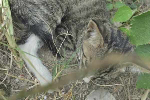 奄奄一息”对应的生肖动物是什么，3分钟速成