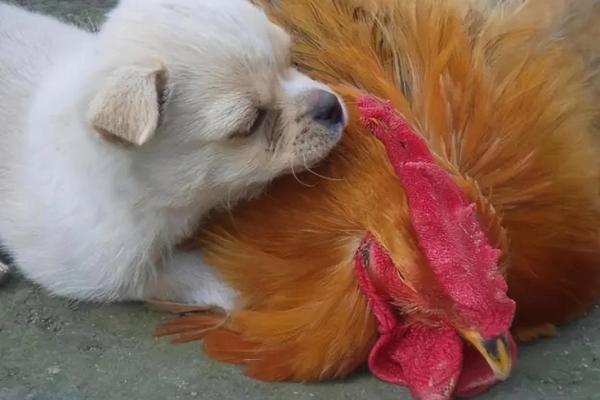 奄奄一息”对应的生肖动物是什么，3分钟速成