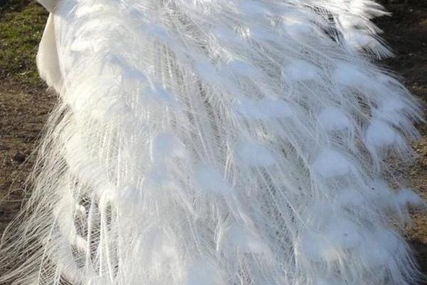 目光如豆对应的生肖动物是什么，终极指南