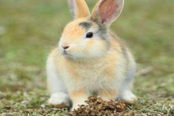 盛气凌人打一生肖的谜底是什么，必看攻略