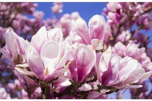 盛气凌人打一生肖的谜底是什么，必看攻略