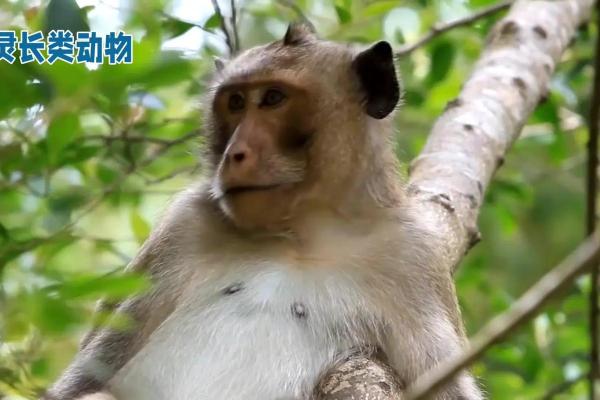 灰不喇唧”在十二生肖中指的是哪个动物，一篇就够了