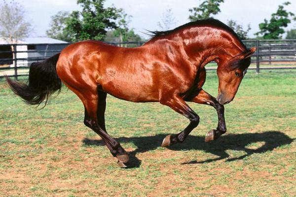 横七竖八打一生肖谜底是什么，详细教程