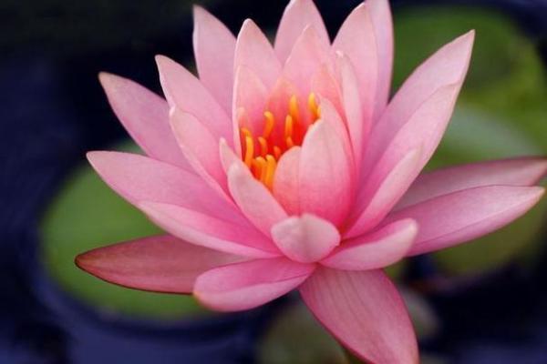 心事重重对应的生肖是什么最准，3分钟速成